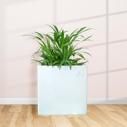 Kezevel Indoor Outdoor FRP Planters - Lightweight Durable Matte White Square Flower Pot, Tree Planter for Garden Home Decor